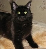 Ch Bagira Sarmatcoon